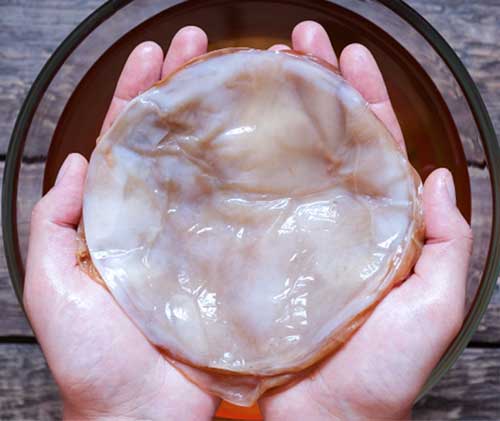 scoby que significa