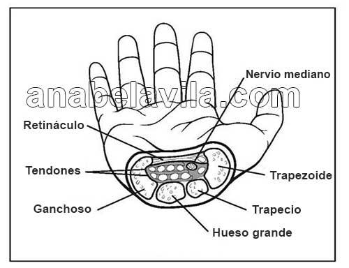 anatomy wrist