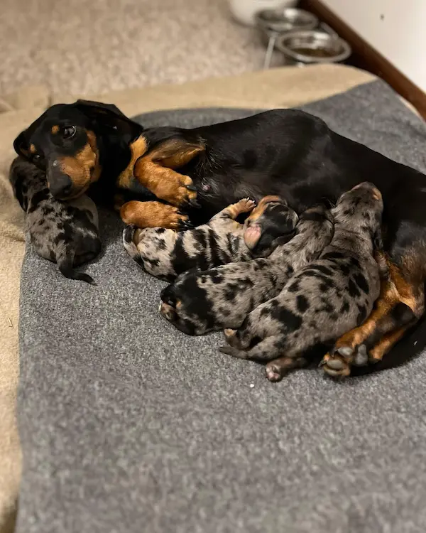 colten mertens perros salchicha