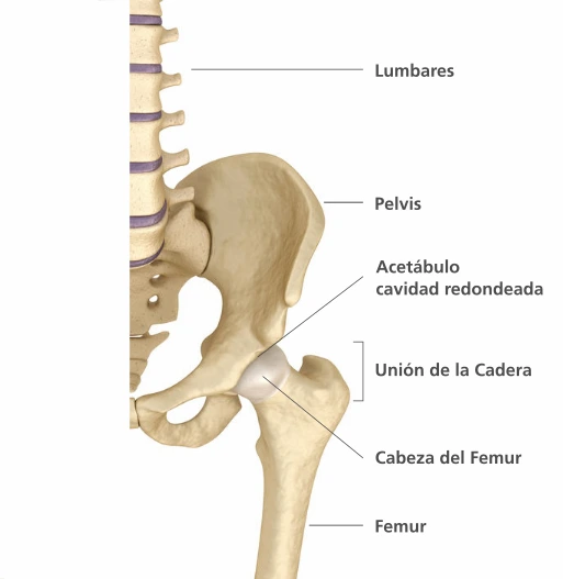 articulacion cadera crossfit