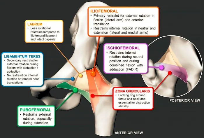 labrum ligamentos de la cadera